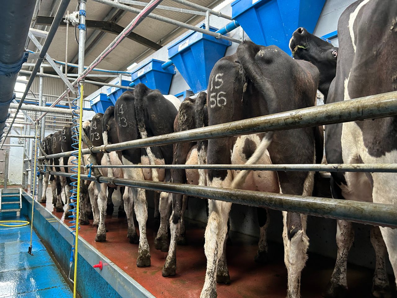 Keeping mastitis infection at bay during calving season