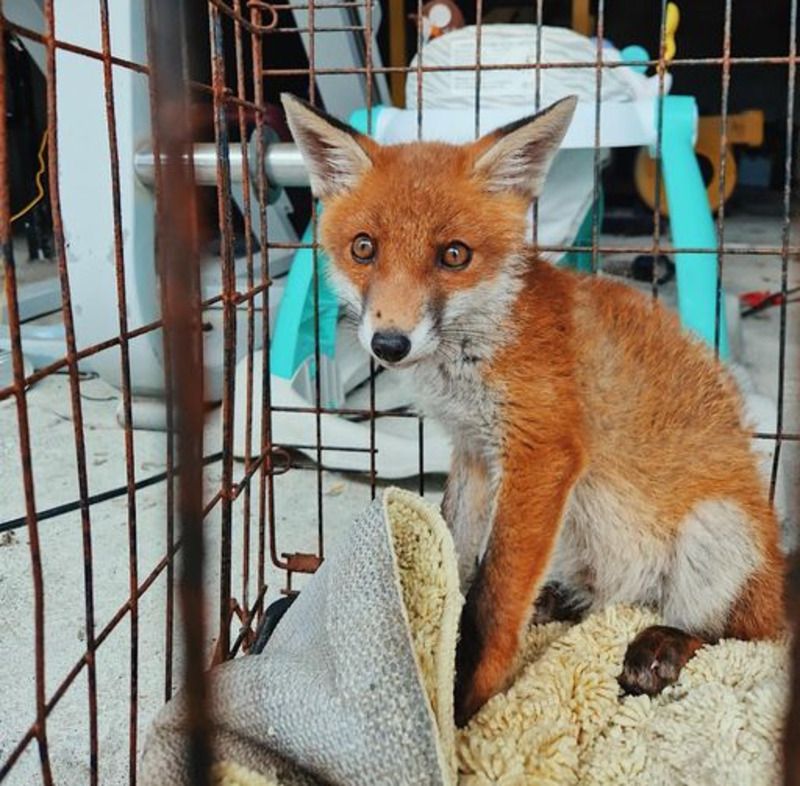 Fox cub found 'caged up' at Co. Mayo property