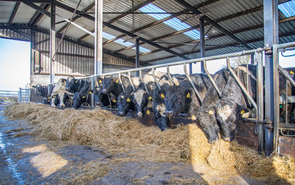 Gap emerging between Irish and EU cattle prices - ICMSA
