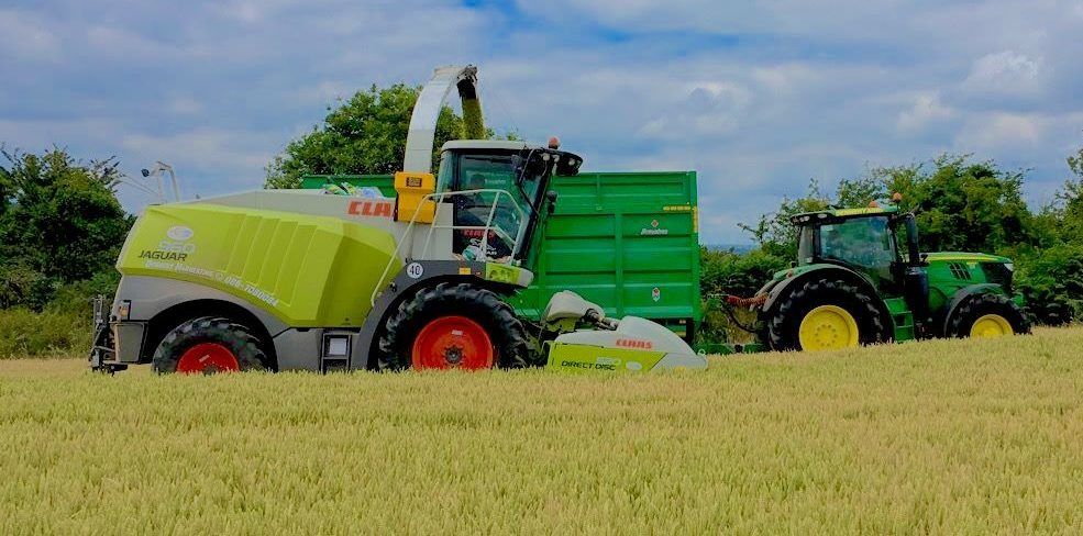 When to cut wholecrop silage?