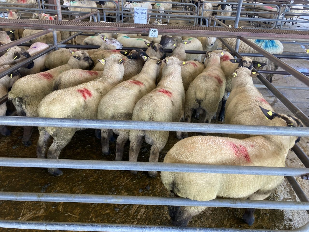 Sheep trade: Sharper start to the week, as the lamb trade strengthens