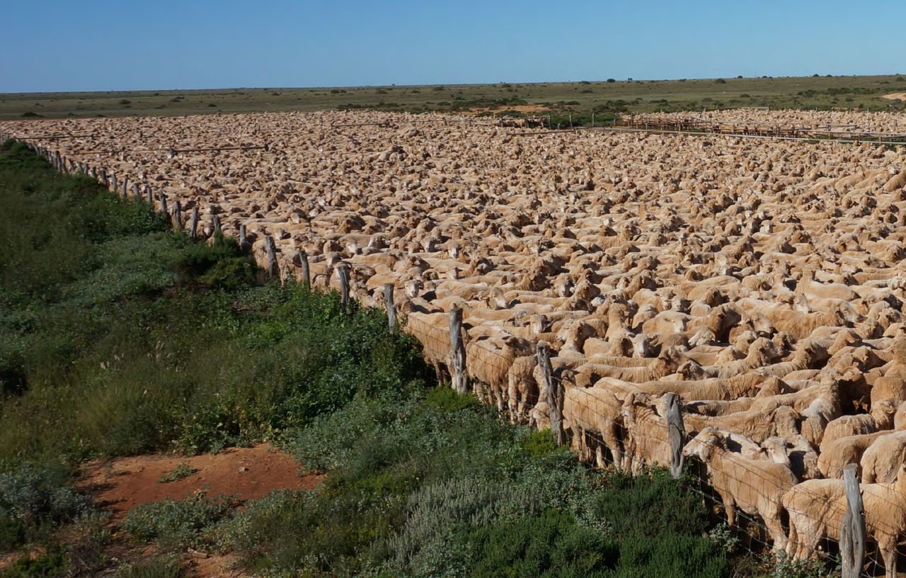 World’s largest sheep farm in OZ sold to UK investment group