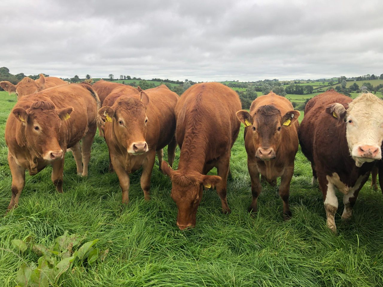Factory quotes: Cow price rises as beef trade bolsters