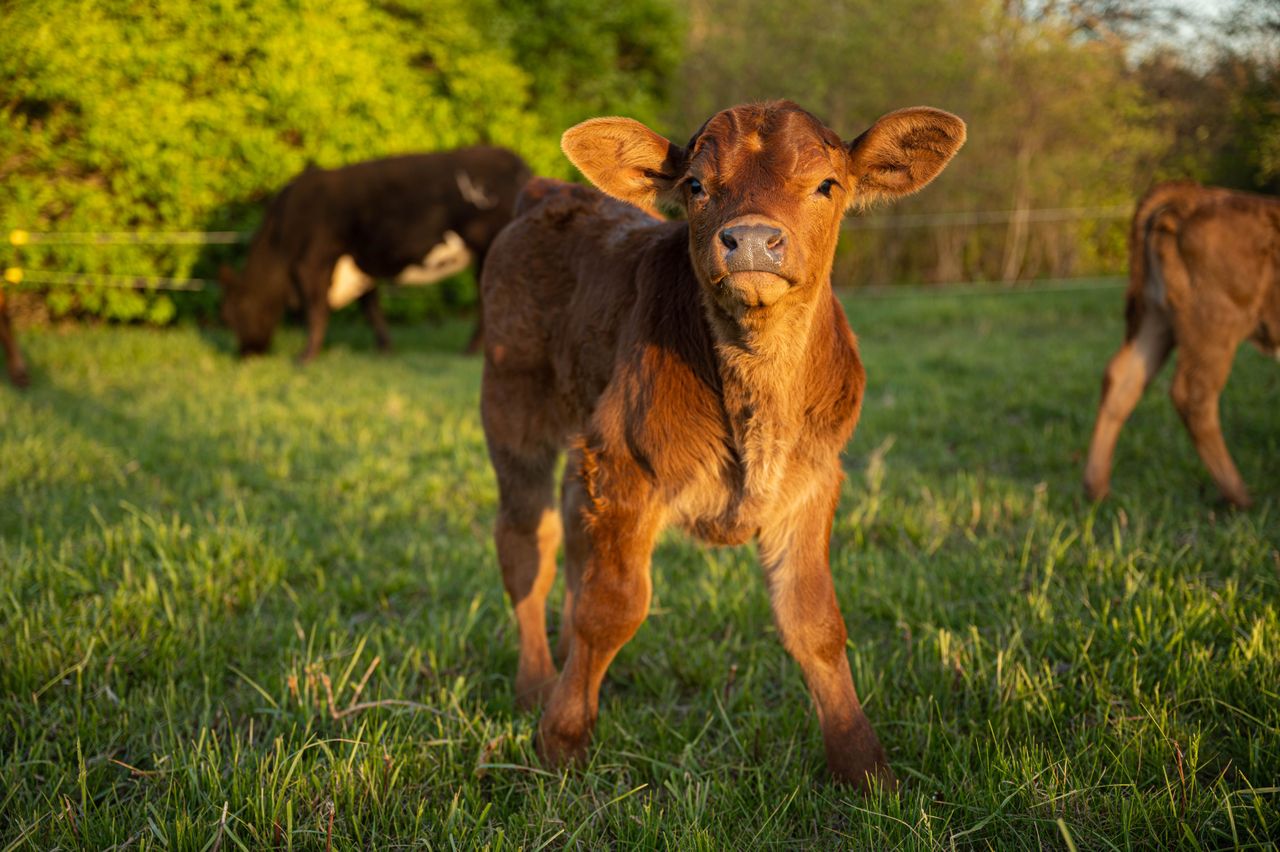 BVD maps show significant progress north and south