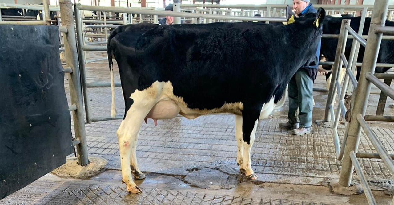 Young cows and heifers in high demand at Carnaross dairy sale