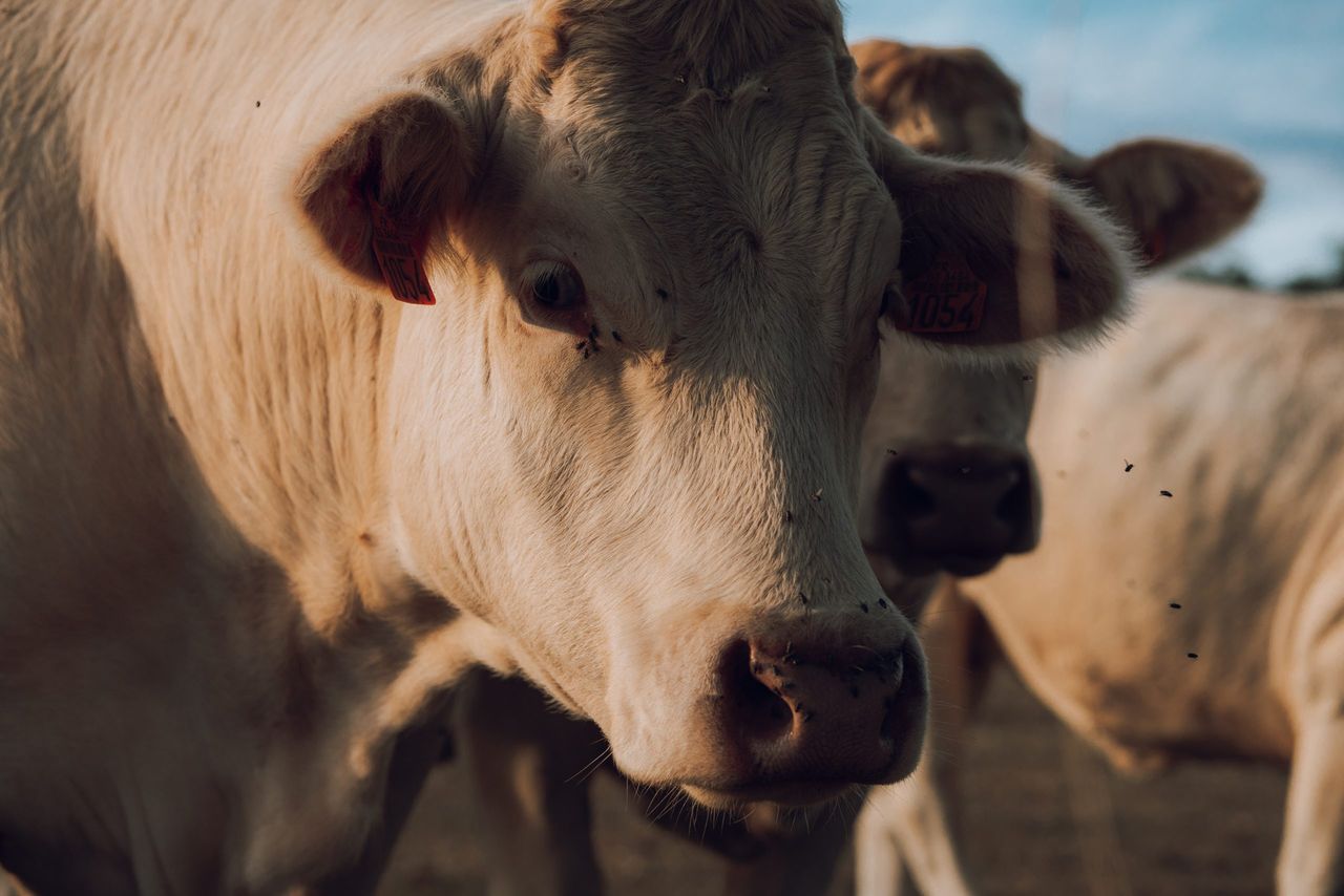 266 cases of bluetongue in GB in 2025 season - Defra