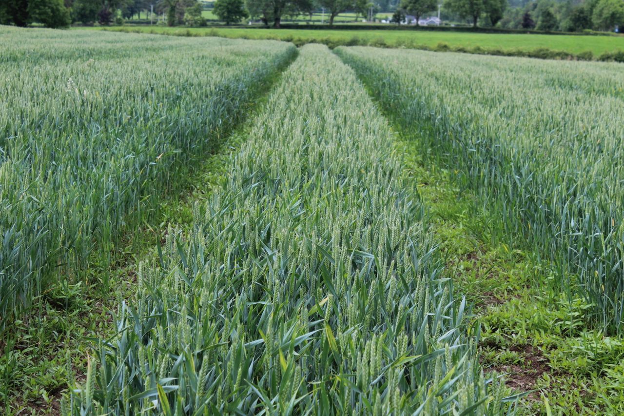 AHDB publishes crop progress report for UK