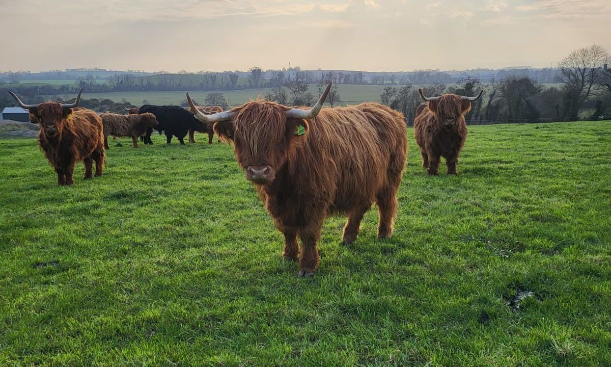 Highland cattle reduction sale kicks off today