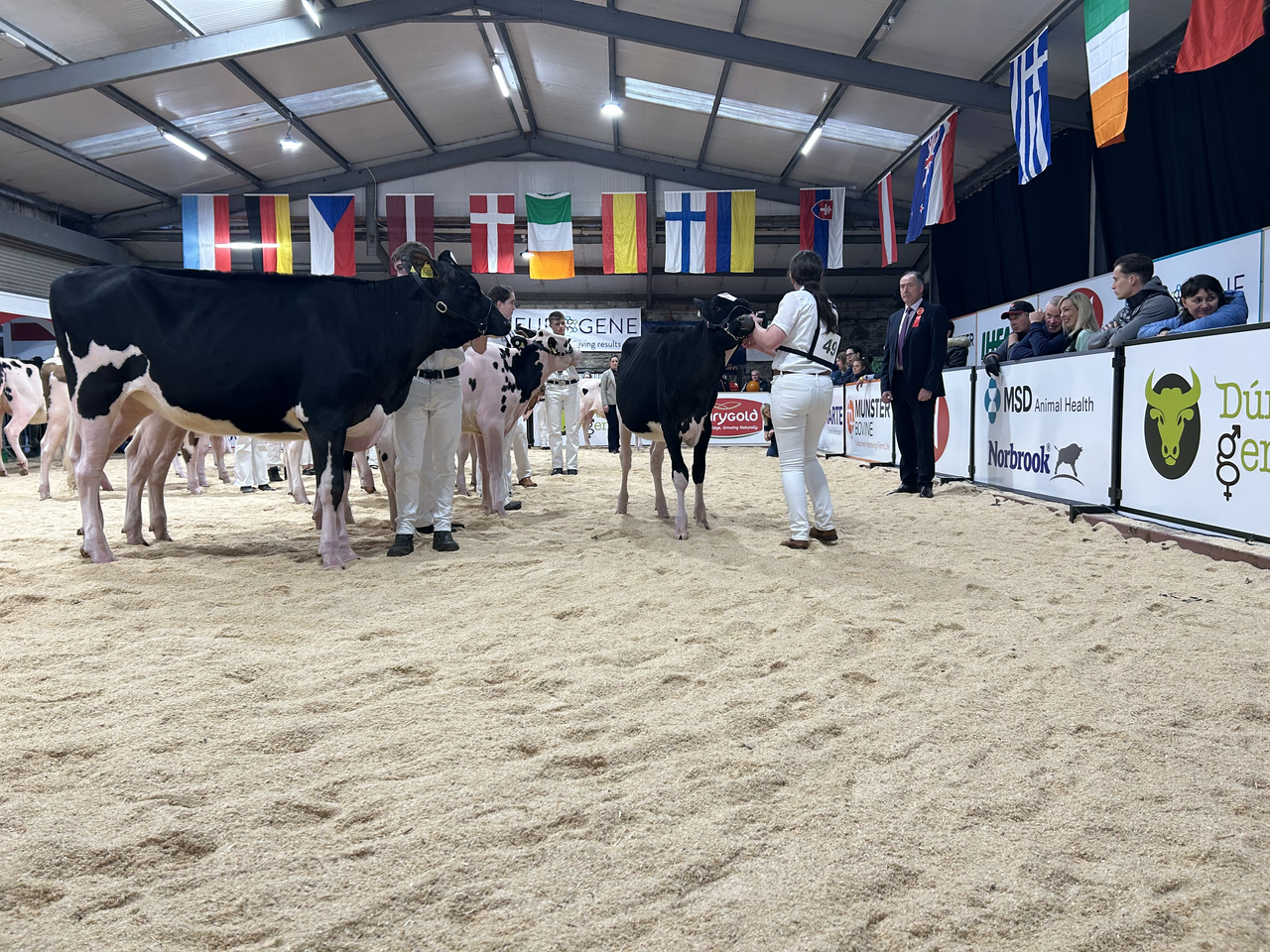 AXA National Dairy Show: Results from day one