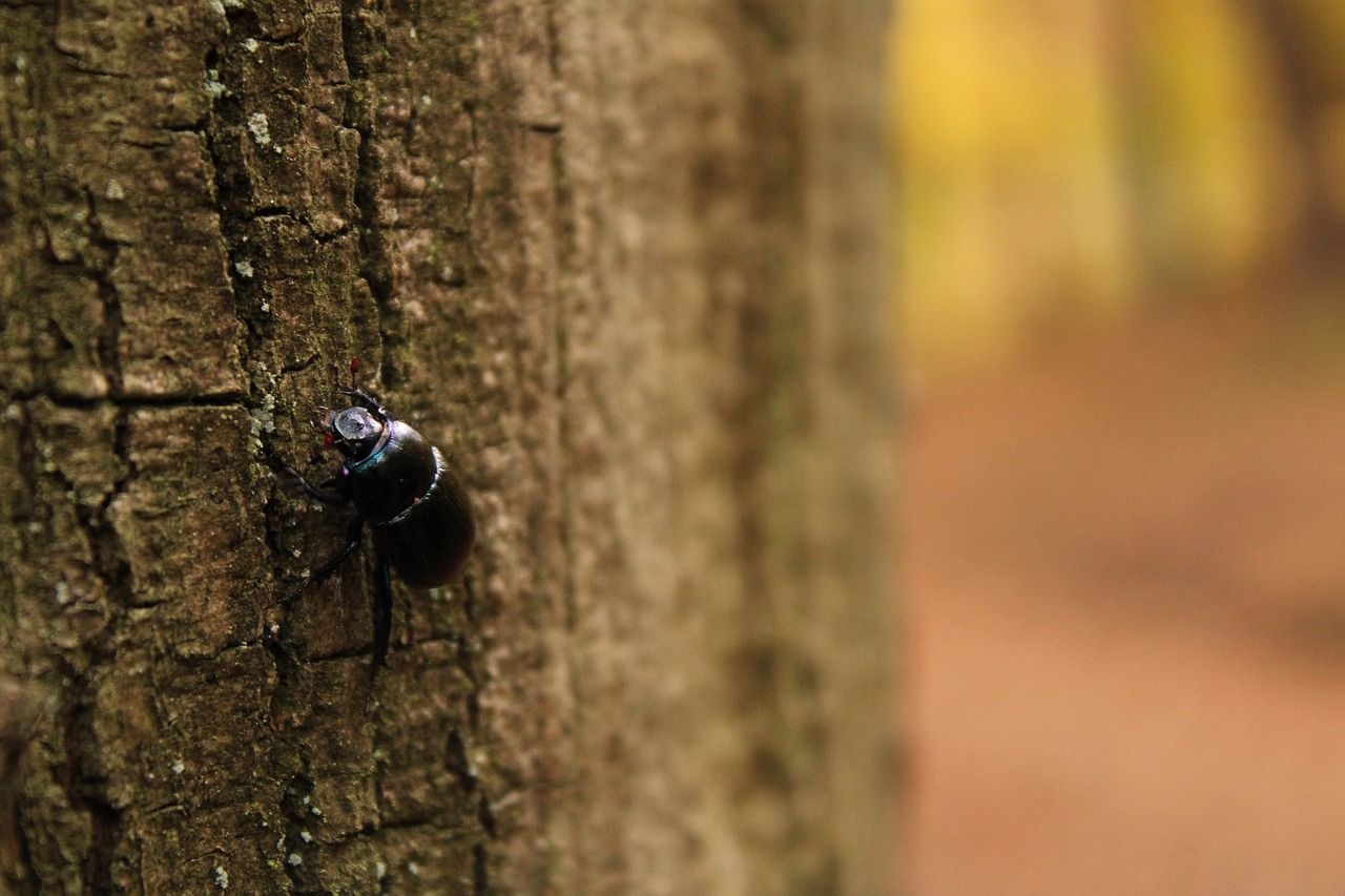 Oireachtas committee to discuss threat posed by bark beetle