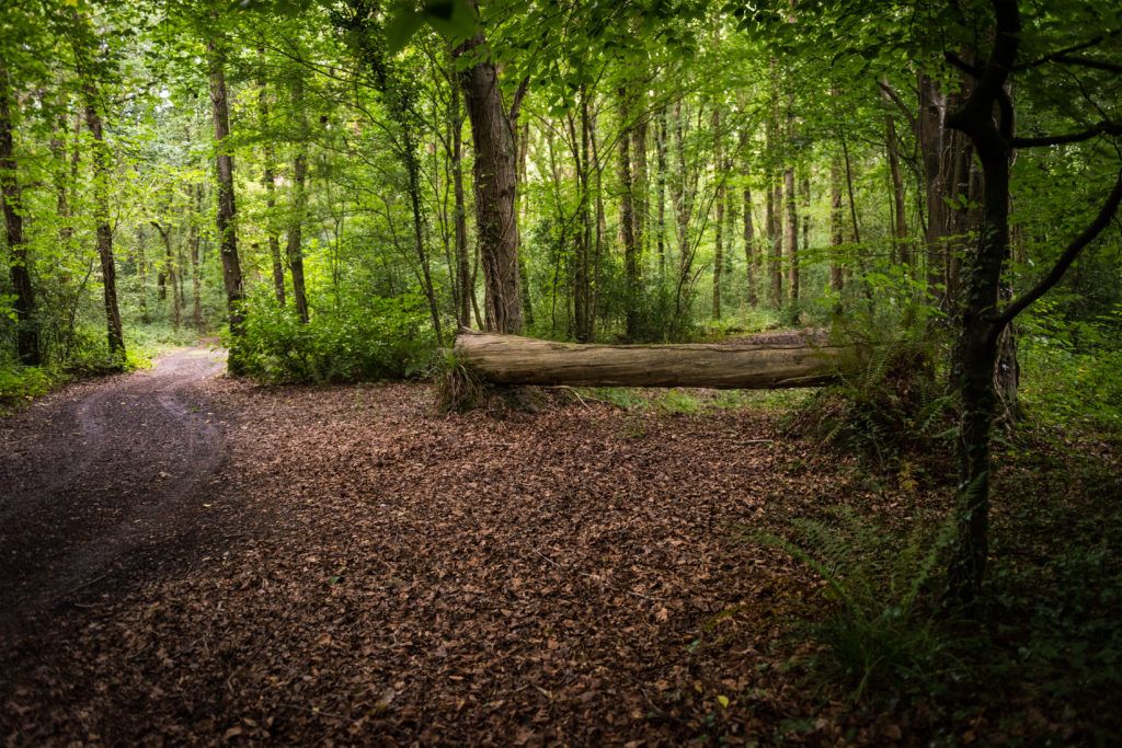 Call for a change in mindset on the role of forestry