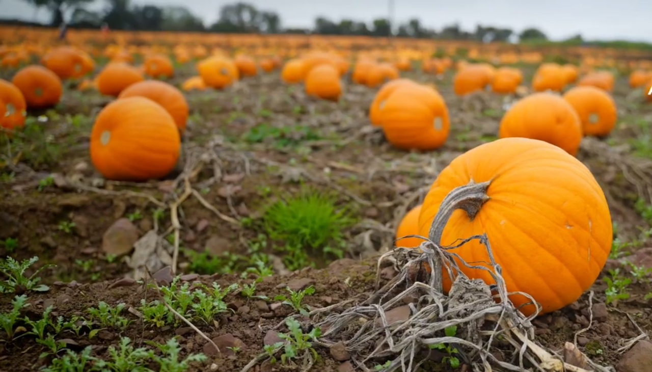 Watch: 30,000 pumpkins for picking at Joe's Farm in East Cork