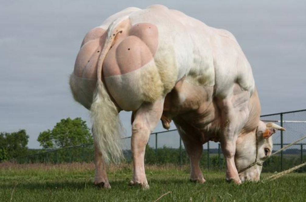 Belgian Blue sire DBZ no longer available