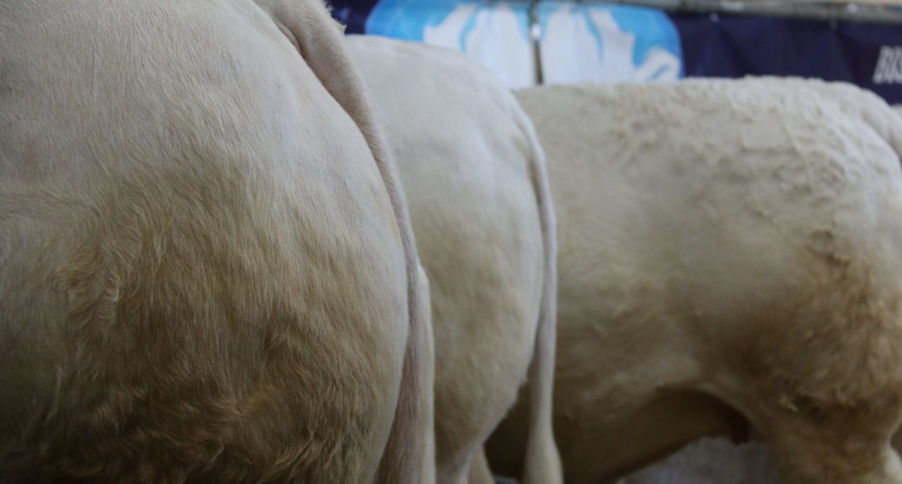 Conference to focus on improving profitability in beef production