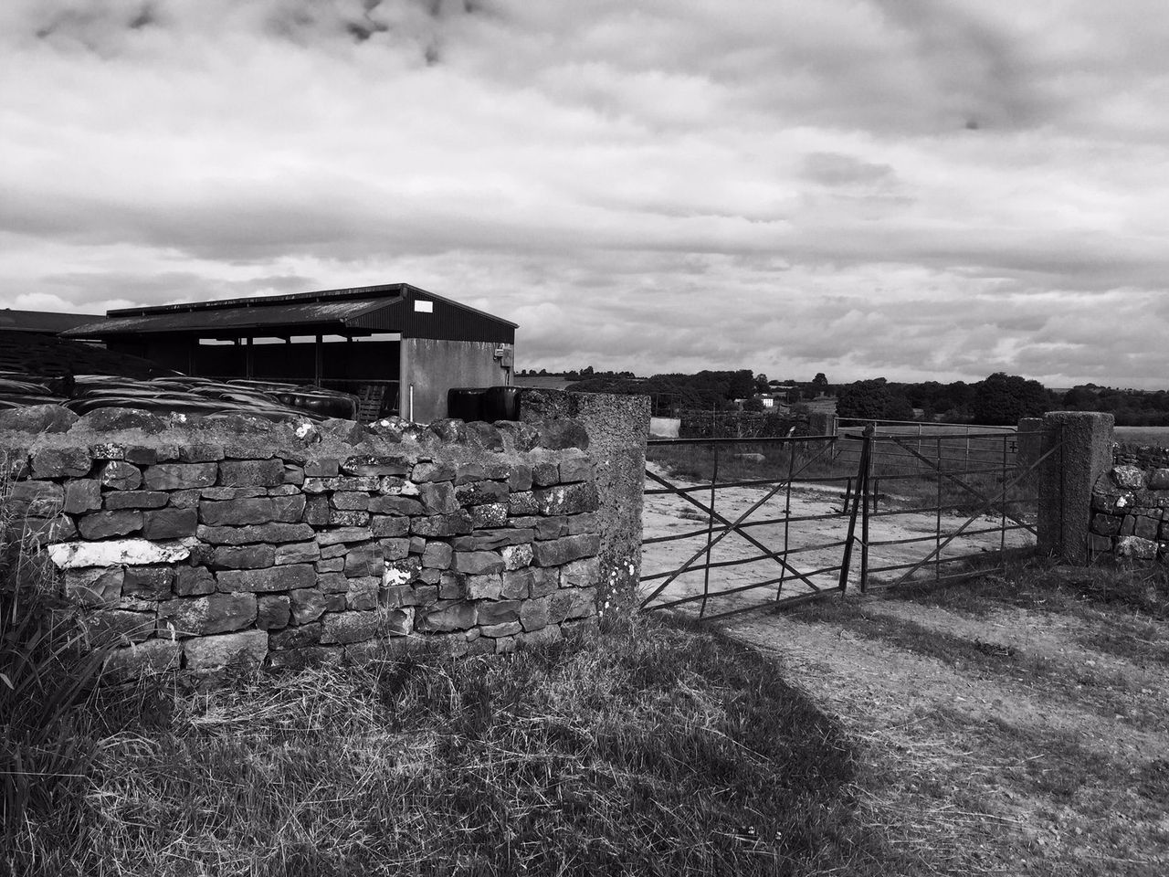 'Cattle shot on Monaghan farm due to security issues'