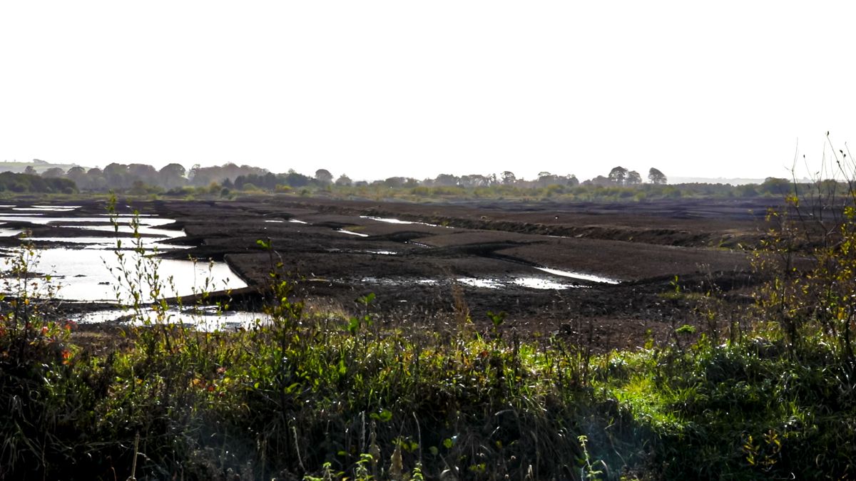 Further mixed reaction to vote on Nature Restoration Law