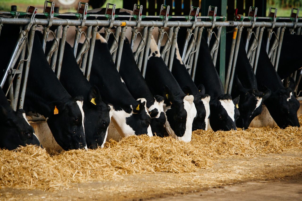 Getting your mineral supplementation right for dry cows
