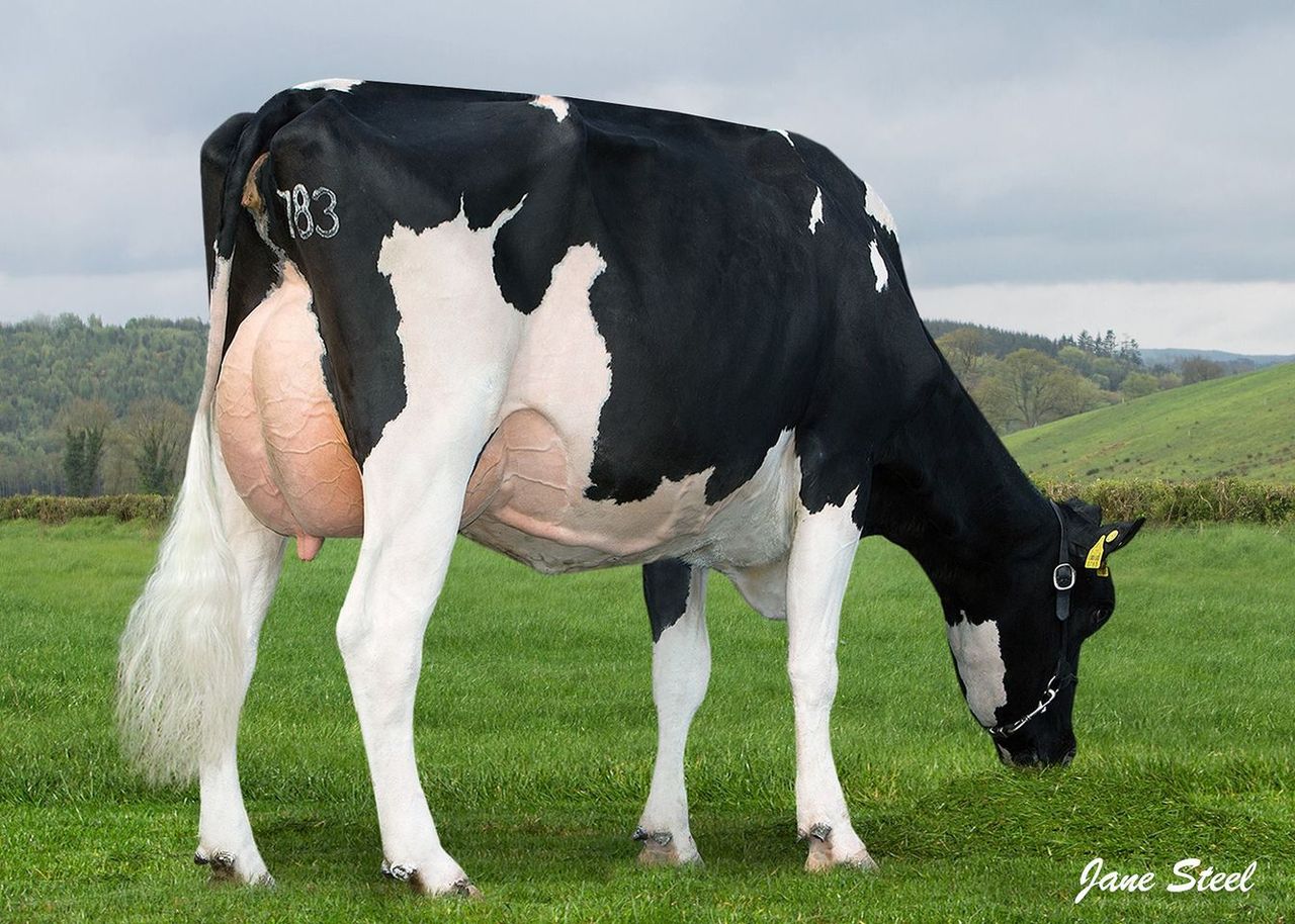 Cloonboygher youngstock sale achieves top price of 2,800gns