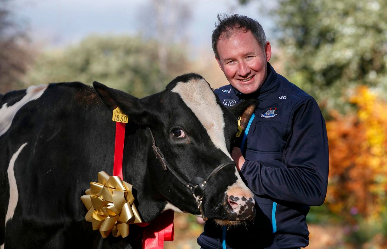 Watch: Jim Gavin takes a cow for a stroll around Dublin