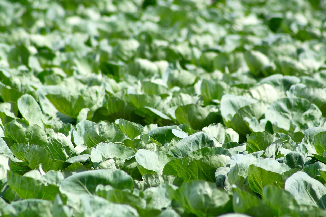 EU Food Safety Authority raises health concerns over chlorpyrifos