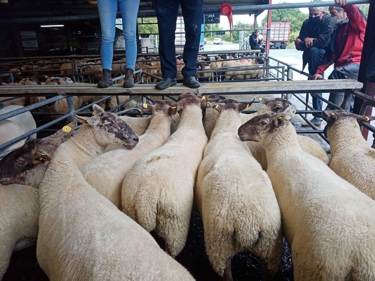 Sheep breeding sales get off to a flying start