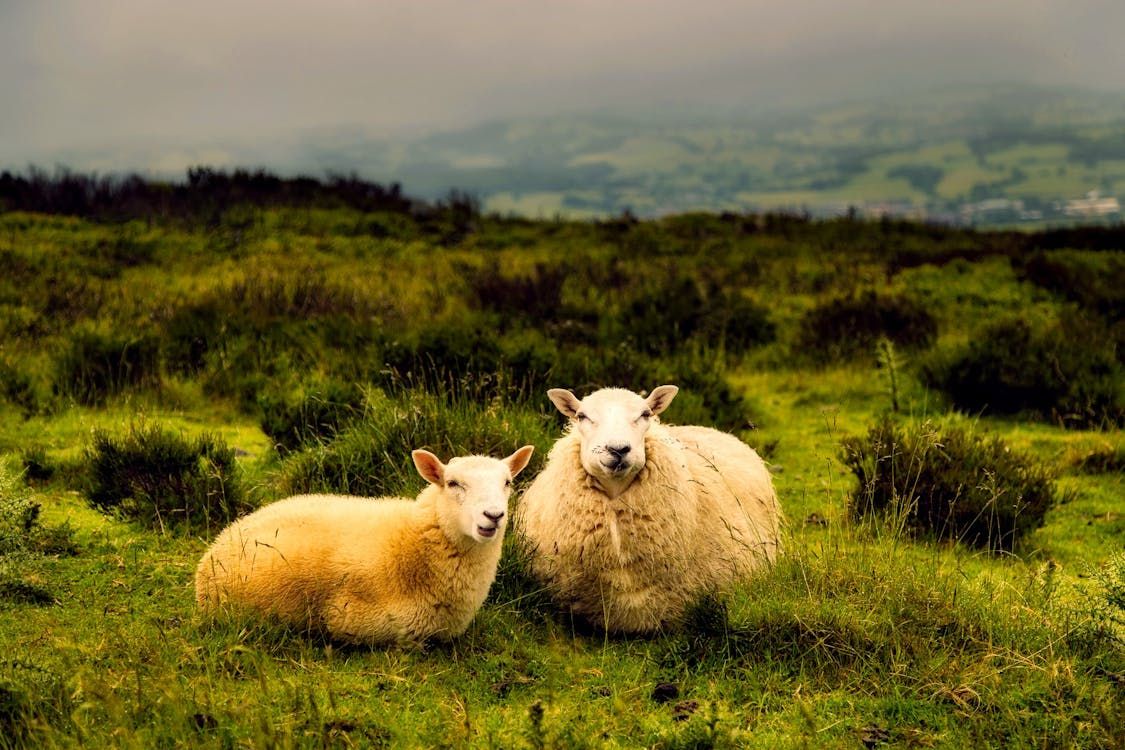 McConalogue: Irish livestock 'at risk' from bluetongue