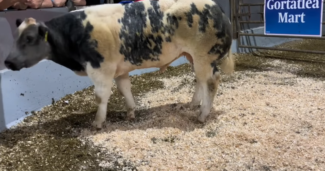 Weanling bull prices reach €10.49/kg at Gortatlea Mart