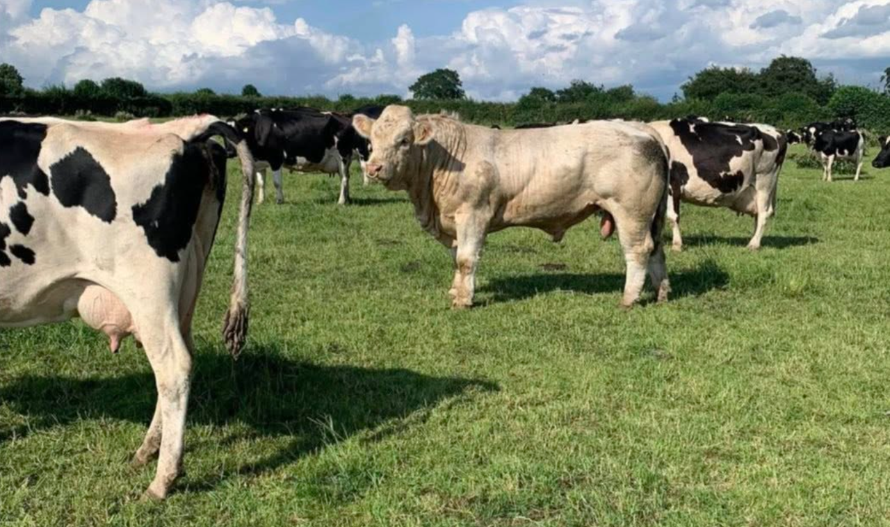 Using Charolais bulls on dairy cows for past two decades