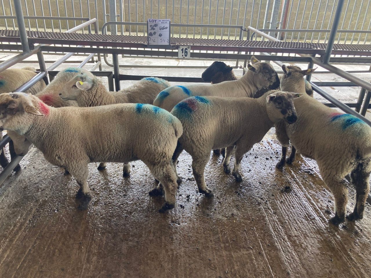 Sheep kill: Spring lamb throughput continues to march forward