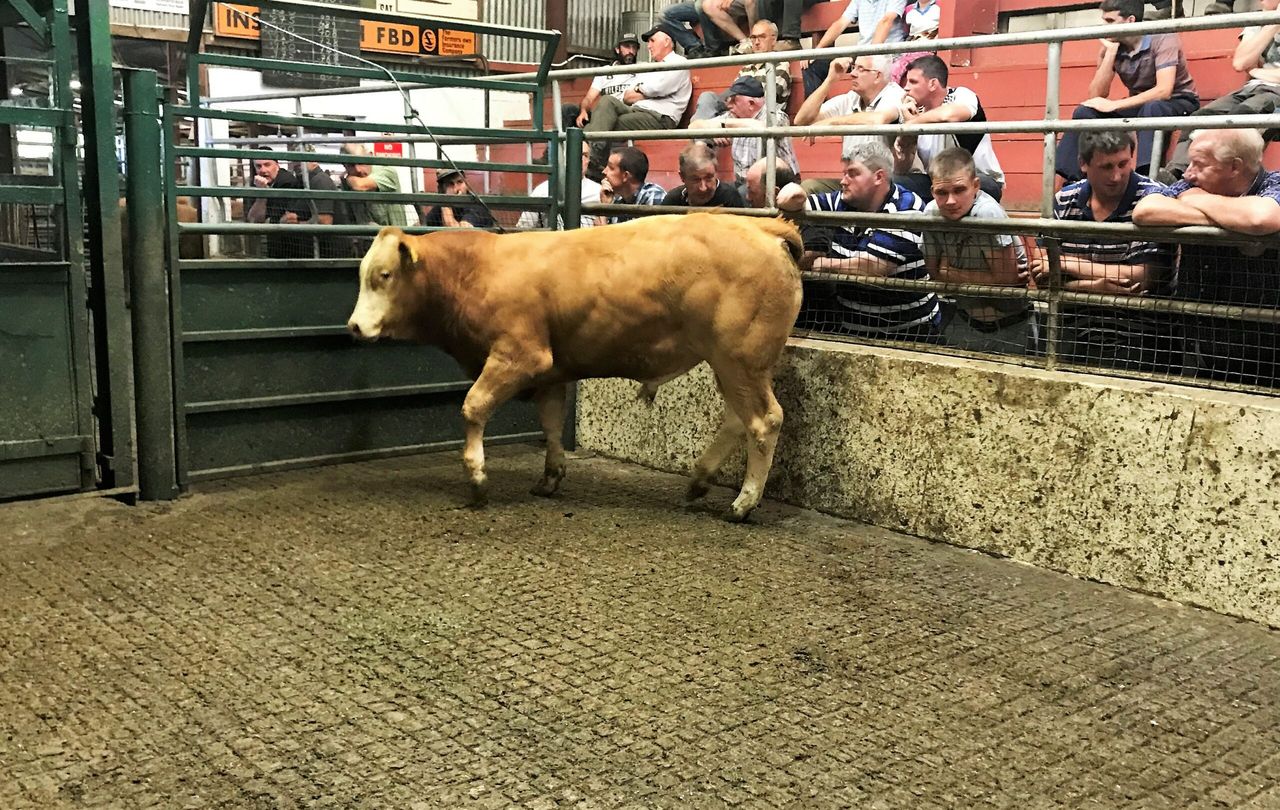 Pics and prices: Exporters drive the trade at Mountrath Mart's E and U-grade sale