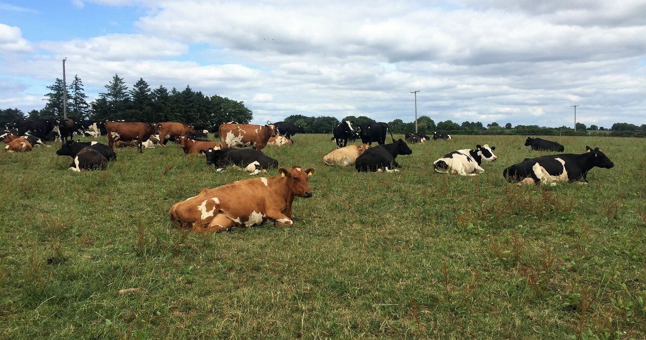 Dairy focus: Achieving a return on assets of 12.1% on leased ground