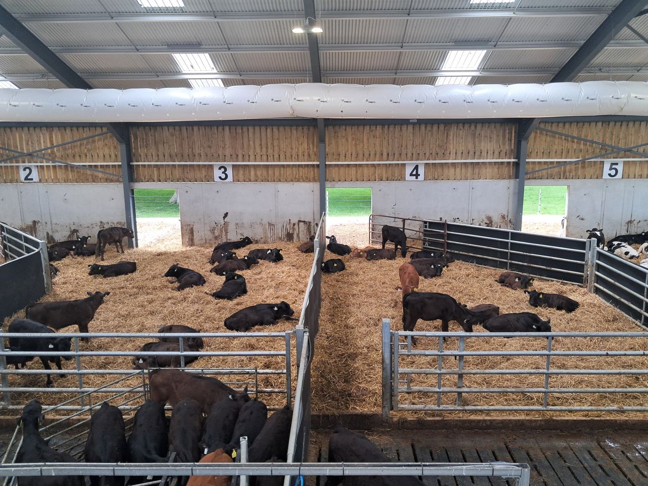 UCD Lyons farm calf pens