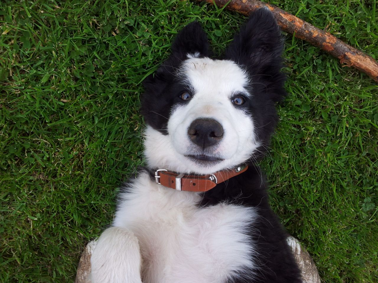 Coveney calls for dog owners to microchip them