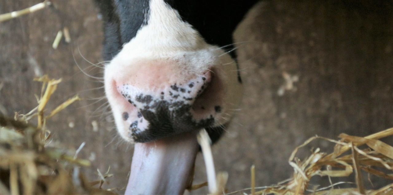 Fodder in the North: 'Not a crisis - but it's not far off one'