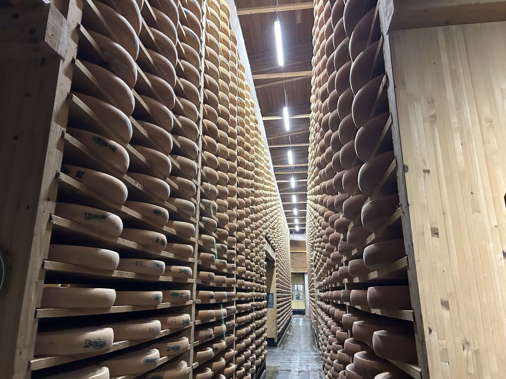 The 36kg cheese wheels stacked in the cellar