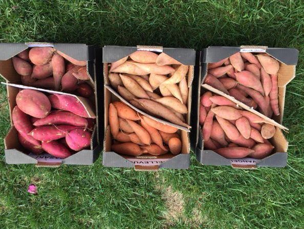 Nursery hopes to have first Irish crop of sweet potatoes next year