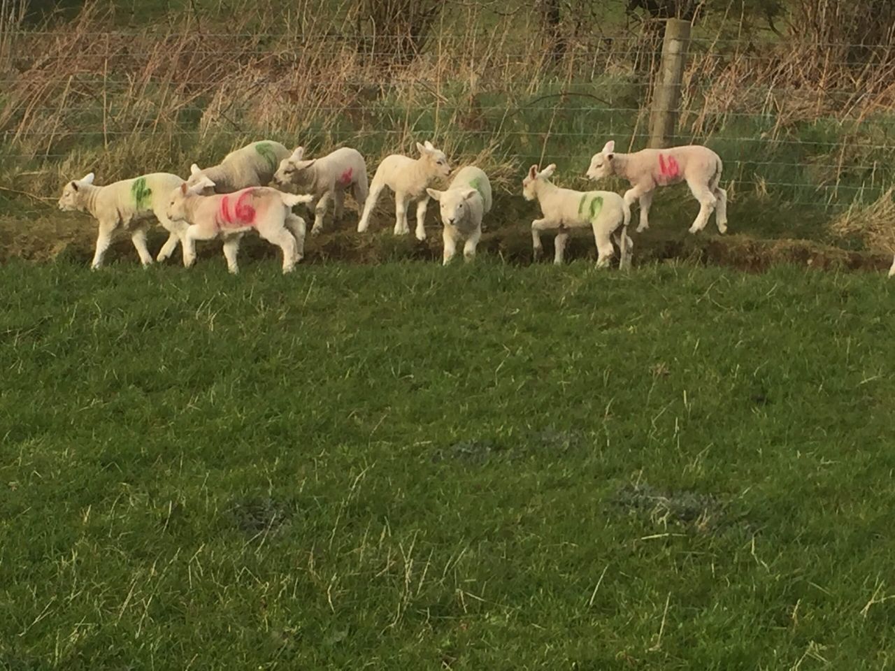 'Once you see the signs of coccidiosis the damage has been done'