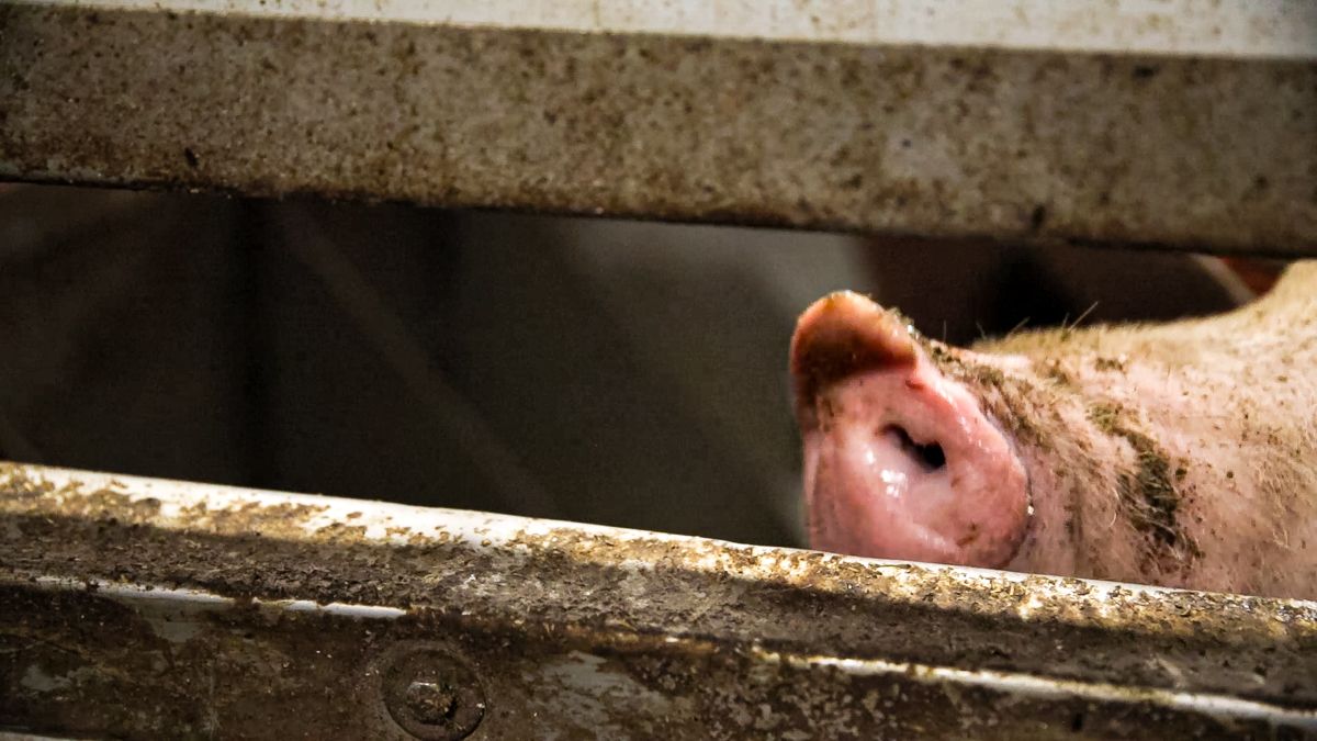 African swine fever: What is the EU status of this global threat?