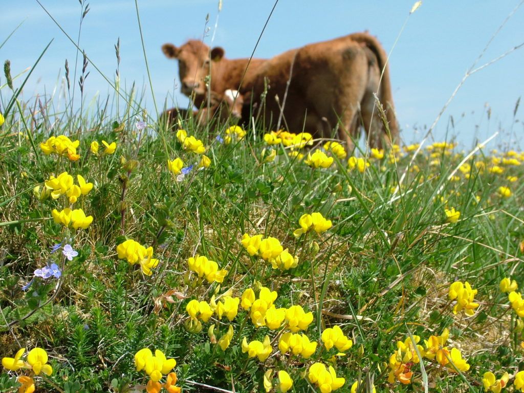 NPWS Farm Plan Scheme now open for applications - Noonan