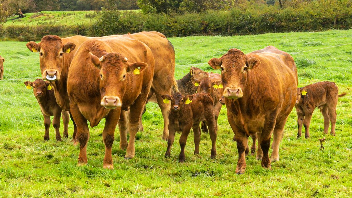 Farmers reminded of BDGP and BEEP-S deadlines