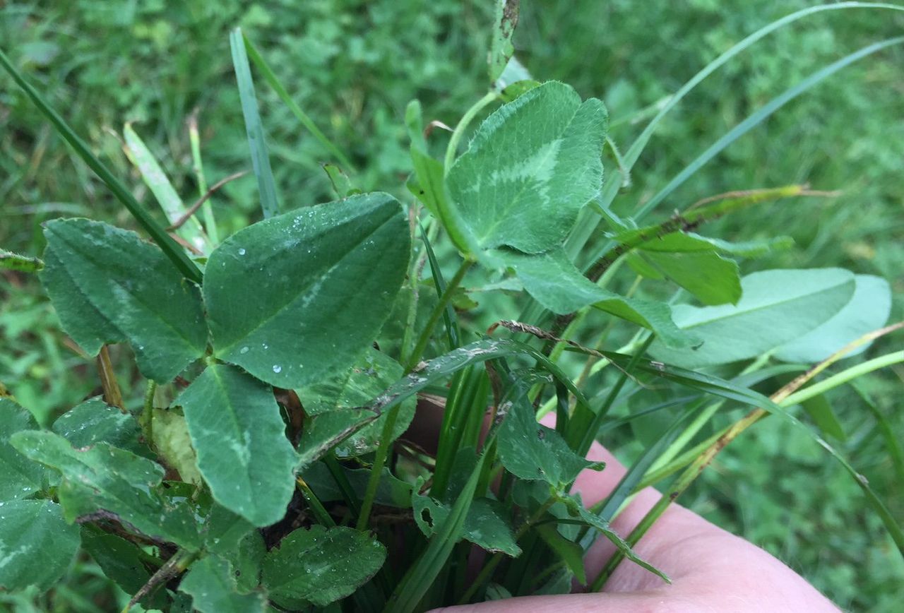 Up to €300/ha as multi-species sward and clover measures re-open