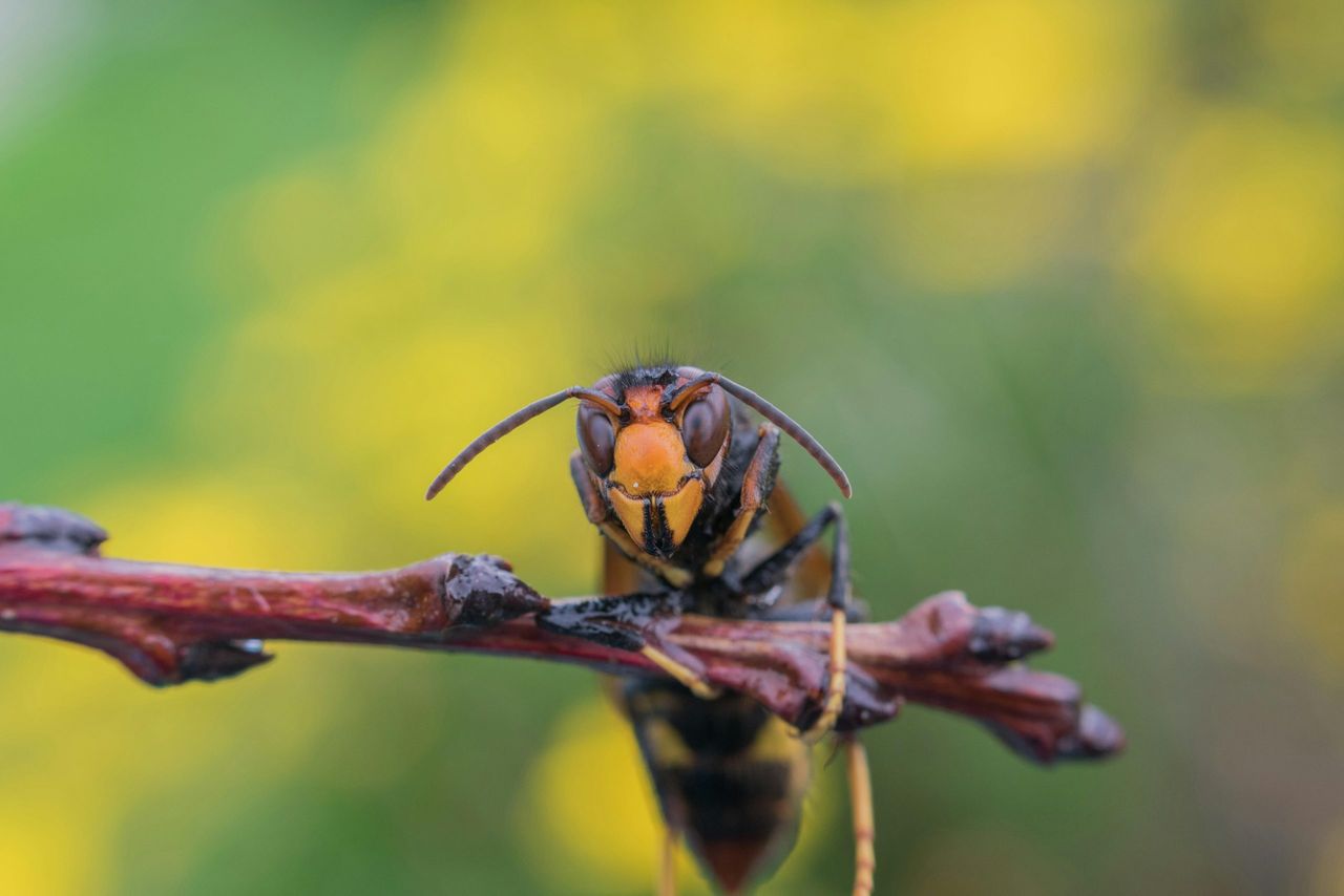 Government outlines next steps in Asian hornet response