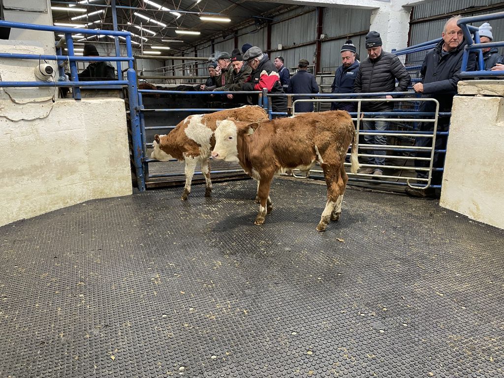 These 2 Simmental bull calves weighed 98kg each and sold for €525/head