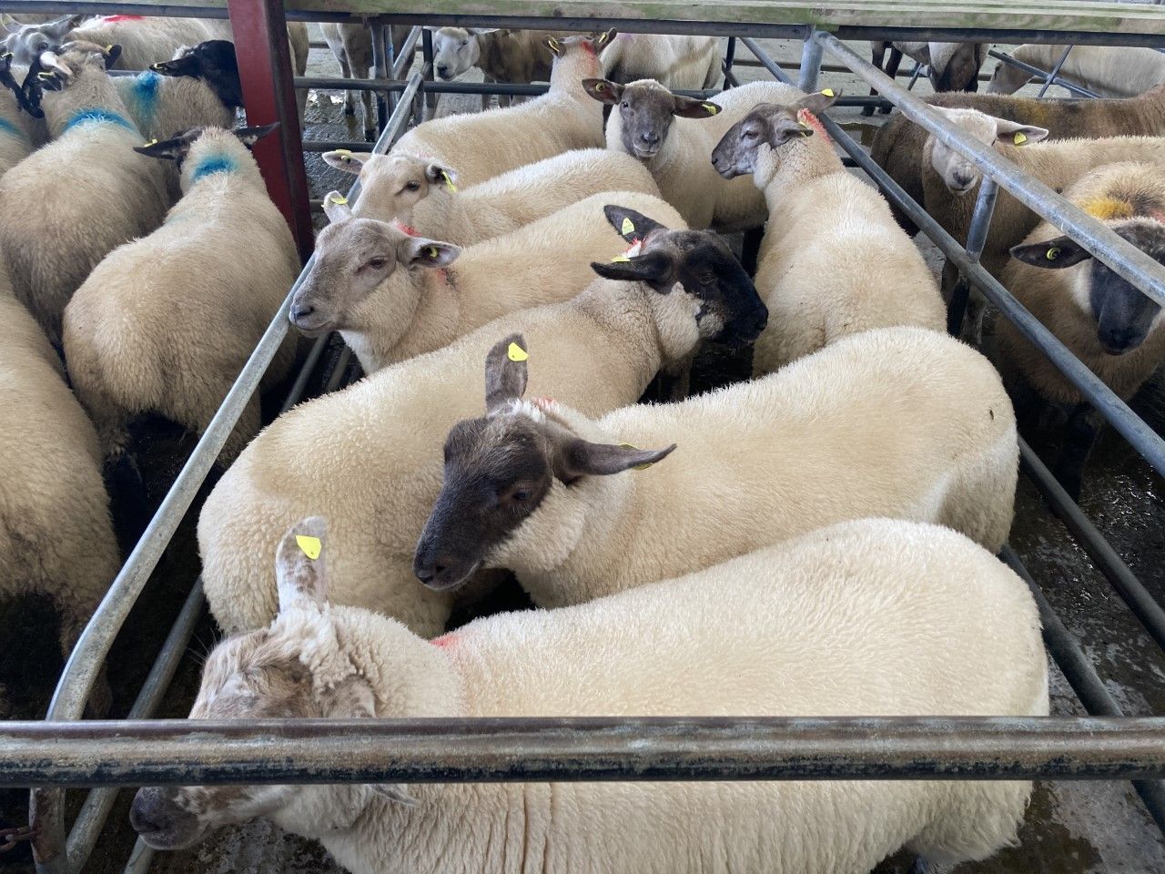 Sheep trade: Lamb quotes back 5-20c/kg from late last week