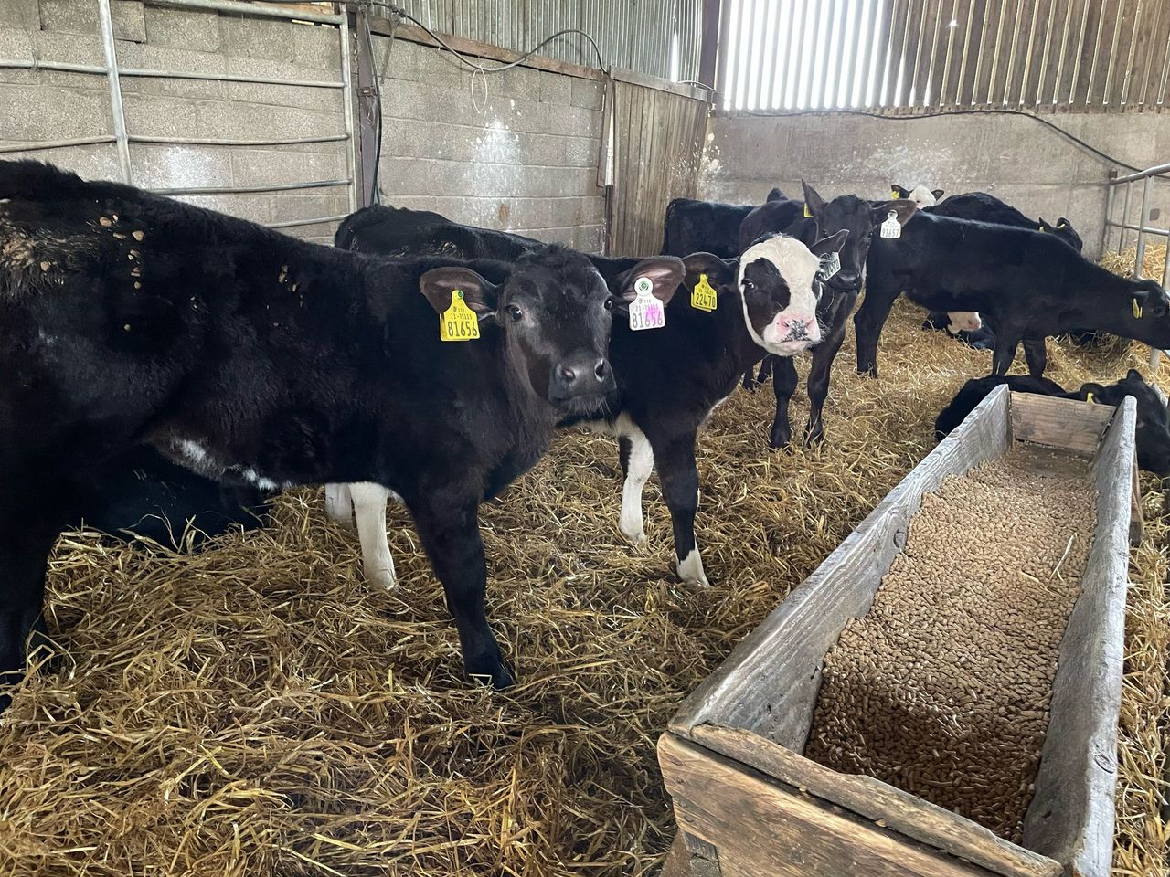 ABP Demo Farm: Calf rearing, yearling cattle, and grass update