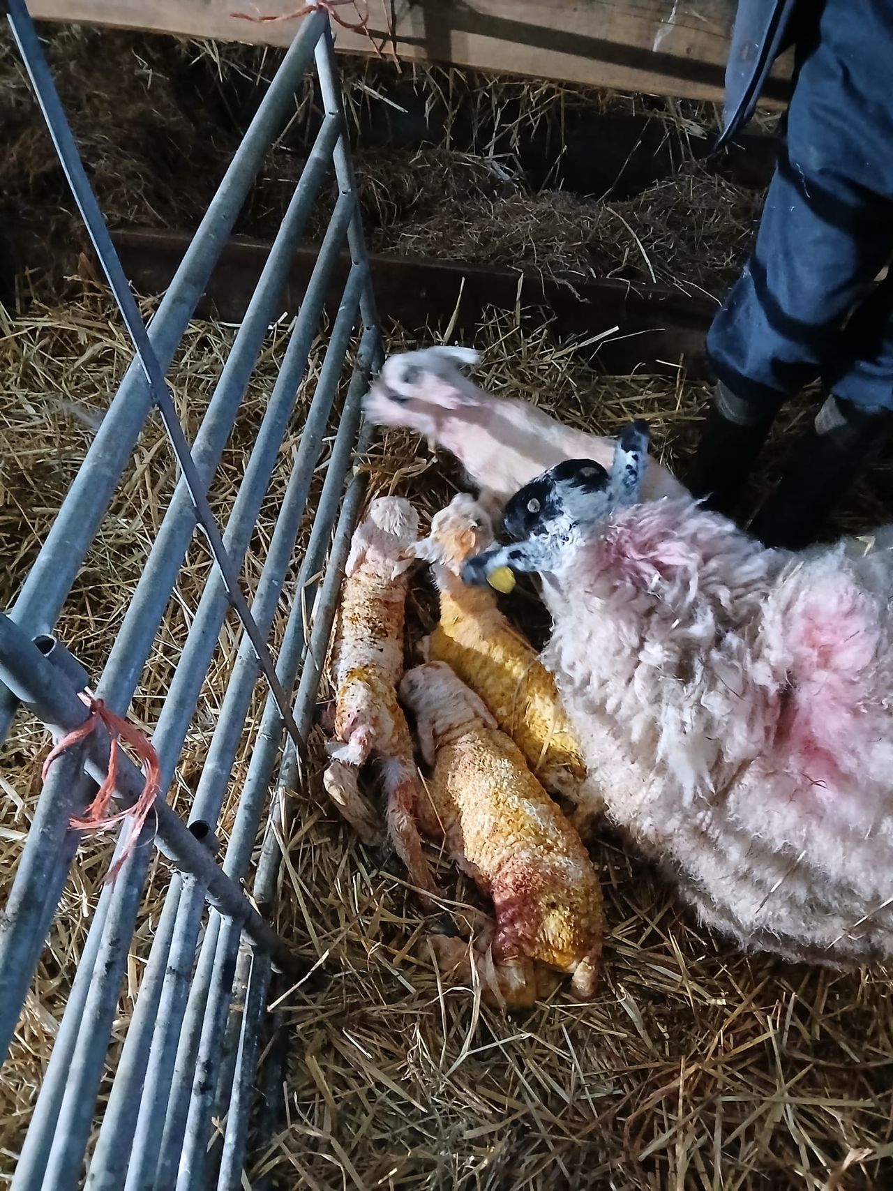 Quadruple delight for Donegal farmer as mule ewe delivers four lambs