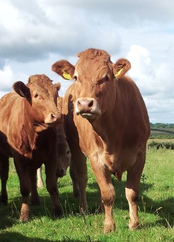 British beef prices fall to a five-year low and it may not be good for Ireland