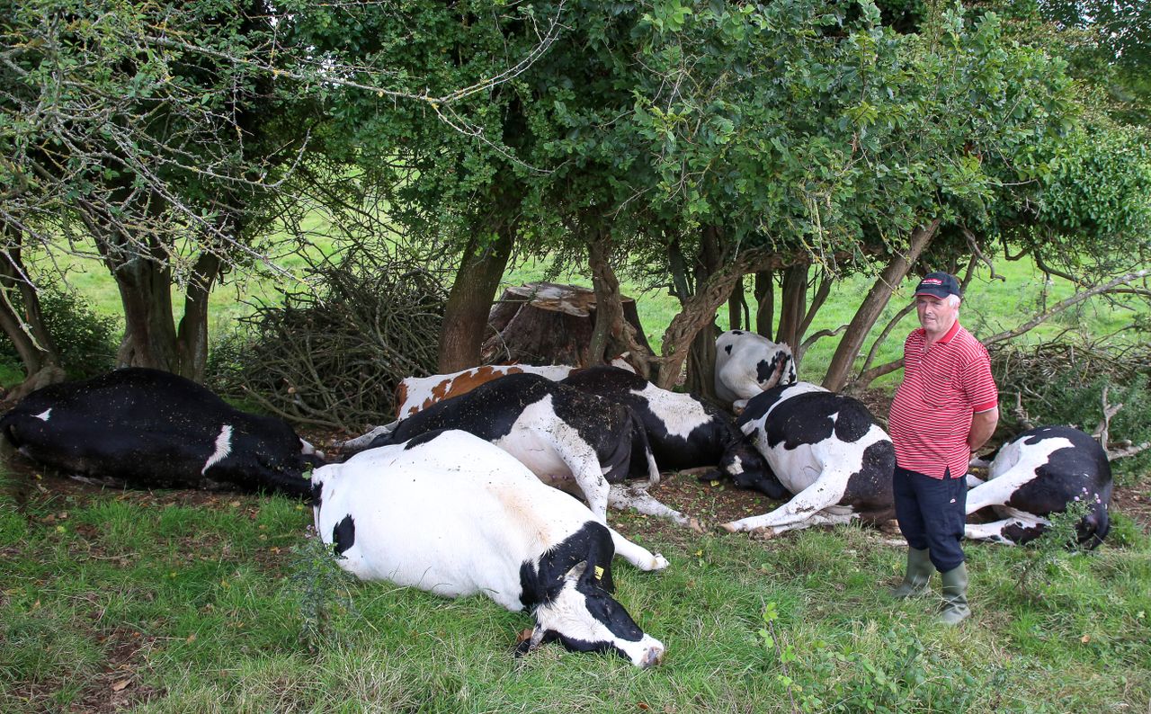 8 in-calf heifers killed by lightning in Co. Offaly