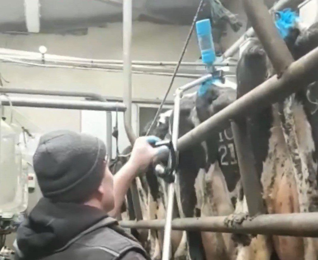 Tail-painting with a twist...from the milking parlour pit