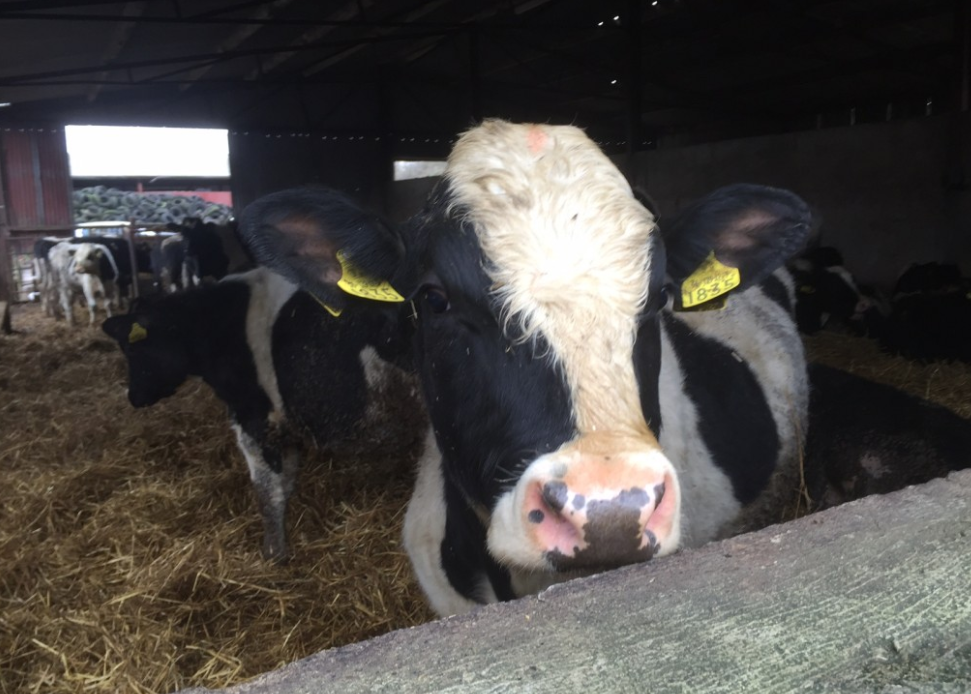 Visa secured for Libyan cattle buyer - Healy-Rae